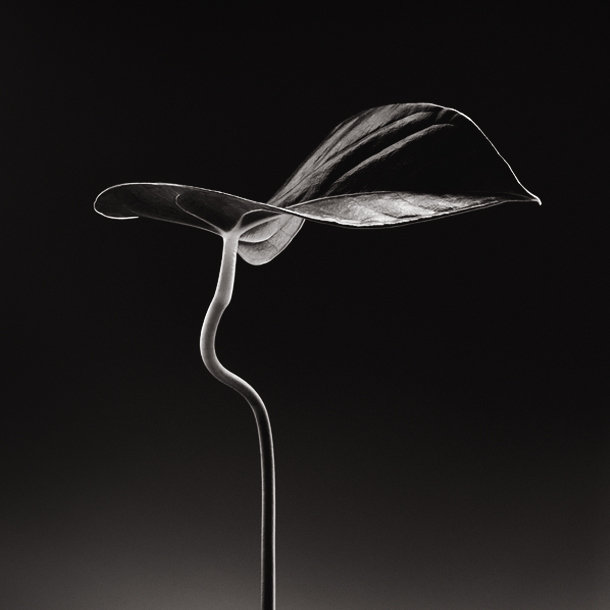 Floral portraits by James Thornbrook flow 21 Floral portraits by James Thornbrook
