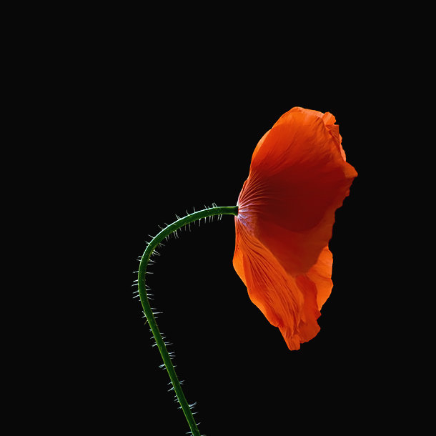 Floral portraits by James Thornbrook flow 31 Floral portraits by James Thornbrook