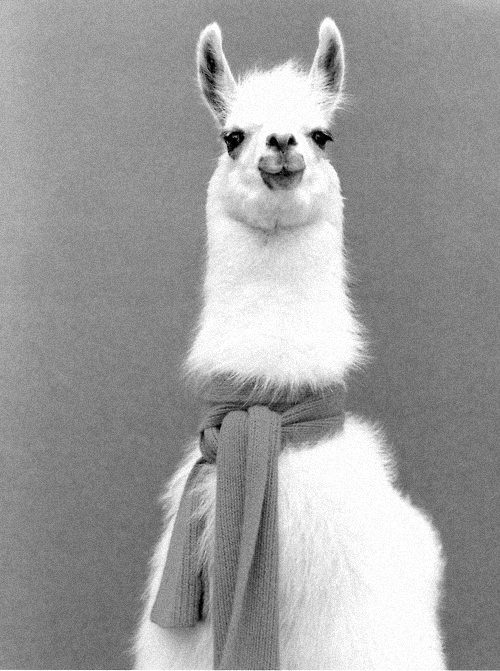 i1a131 Amazing Animals #8