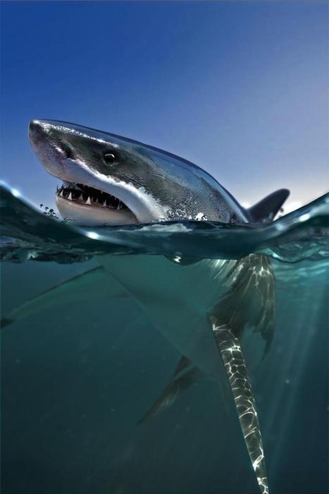 i1a50 Amazing Animals #7