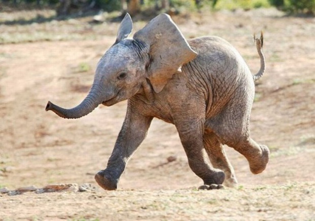 i1a9 Happiest Animals In The World