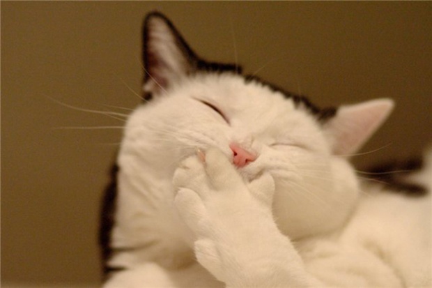 i1b10 Animated GIFs