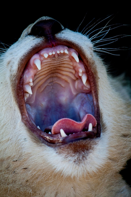 i1b127 Amazing Animals #8