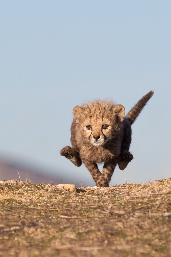 Amazing Animals #6 i1b15 Amazing Animals #6