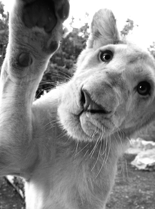 Amazing Animals #6 i1c15 Amazing Animals #6