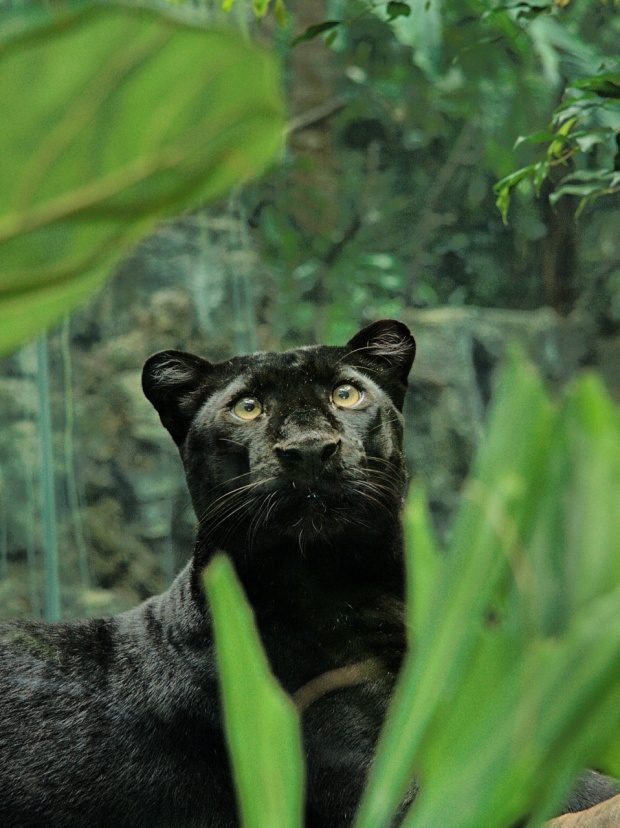i1c49 Amazing Animals #7