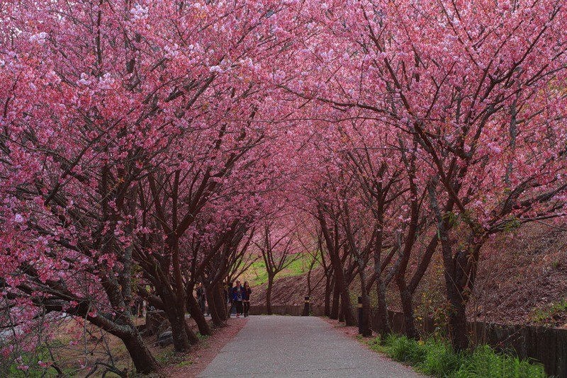 japanese cherry blossom 01 Japanese Cherry Blossom Wallpapers