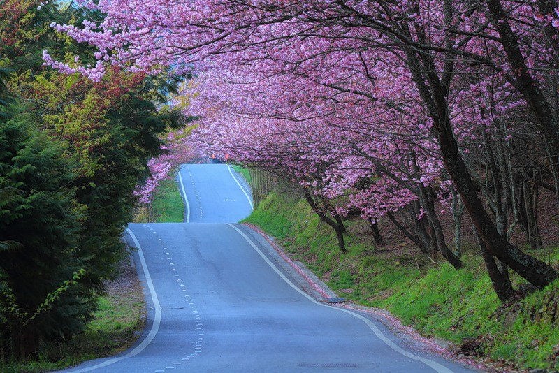 japanese cherry blossom 02 Japanese Cherry Blossom Wallpapers