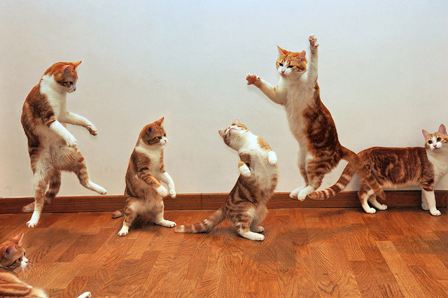 Amazing Cloned Kitties pippy timmy 1 Amazing Cloned Kitties