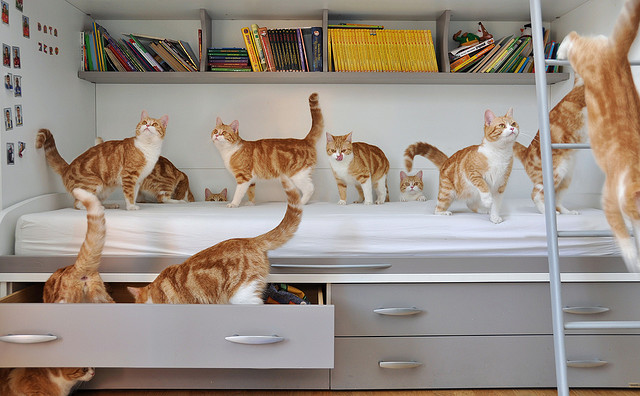 Amazing Cloned Kitties pippy timmy 2 Amazing Cloned Kitties