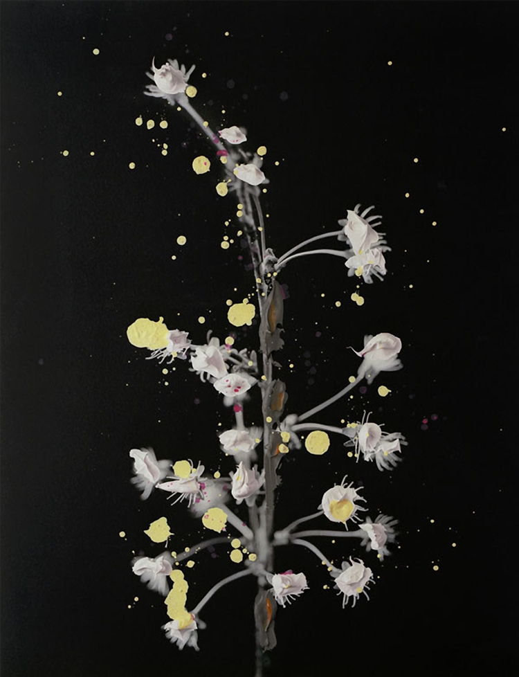 Plants and Paint by Nanna Hanninen plants1 Plants and Paint by Nanna Hanninen