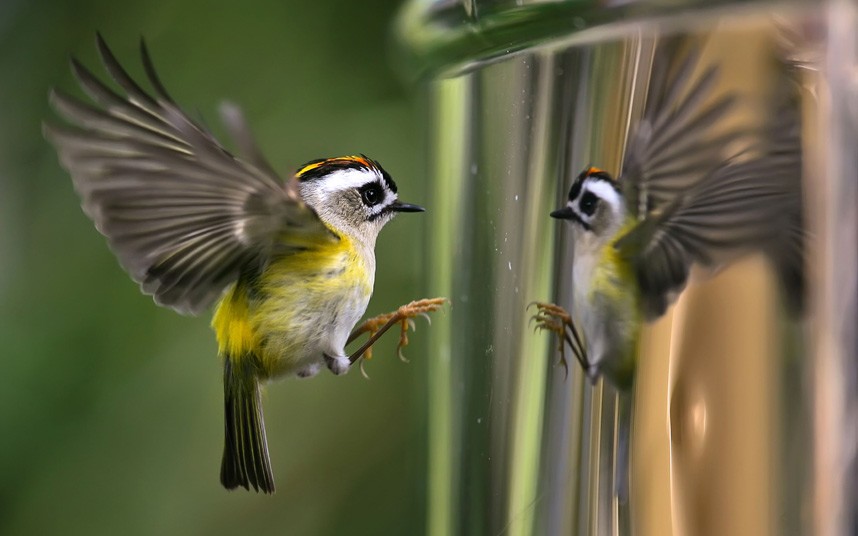 33 BEAUTIFUL ANIMALS PHOTOS FOUND ON STUMBLEUPON potd bird reflecti 2258933k 33 BEAUTIFUL ANIMALS PHOTOS FOUND ON STUMBLEUPON