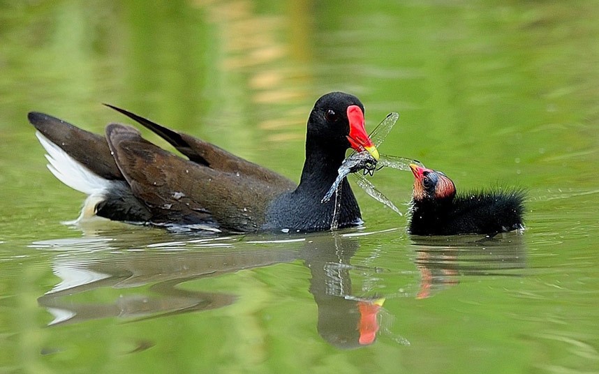 33 BEAUTIFUL ANIMALS PHOTOS FOUND ON STUMBLEUPON potd moorhen 2261208k 33 BEAUTIFUL ANIMALS PHOTOS FOUND ON STUMBLEUPON