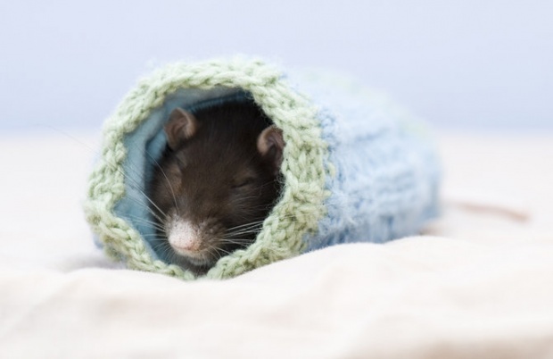 rat 2 Cute rats by Jessica Florence