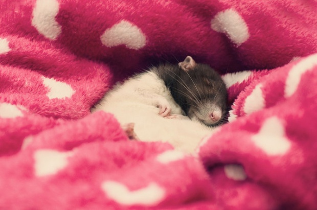 rat 31 Cute rats by Jessica Florence