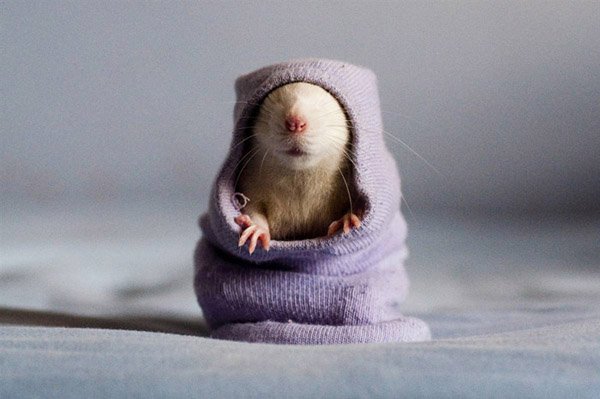 rat Cute rats by Jessica Florence