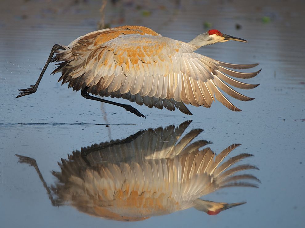 Photo by Jim Ridley sandhill crane michigan 57277 990x742 Photo by Jim Ridley