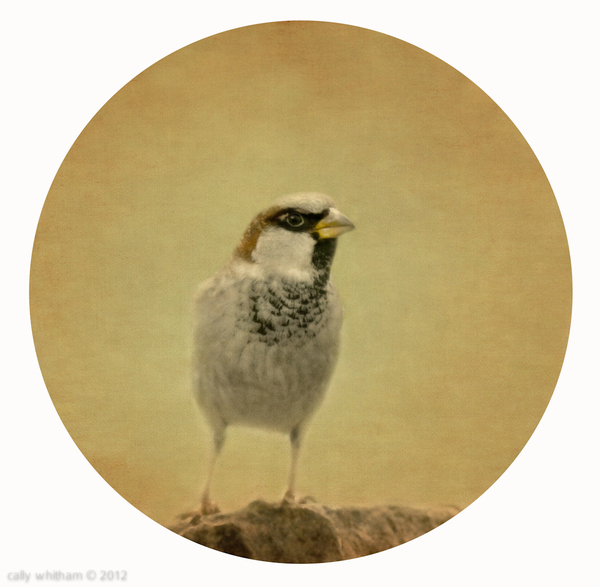 small 1 Small Things by Cally Whitham