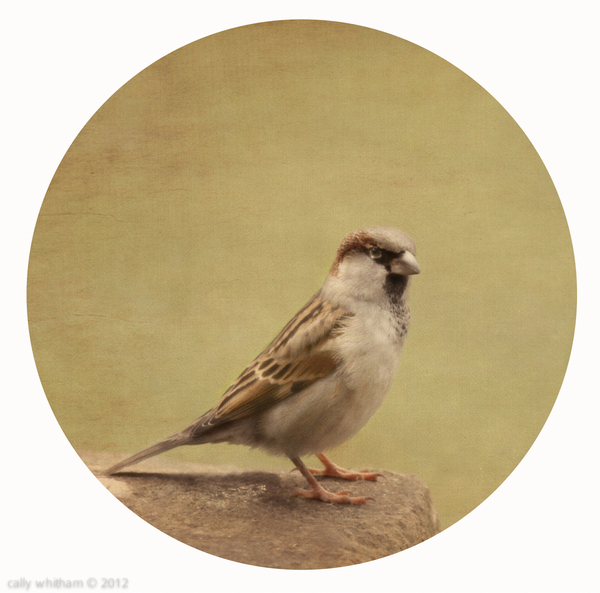 small 2 Small Things by Cally Whitham