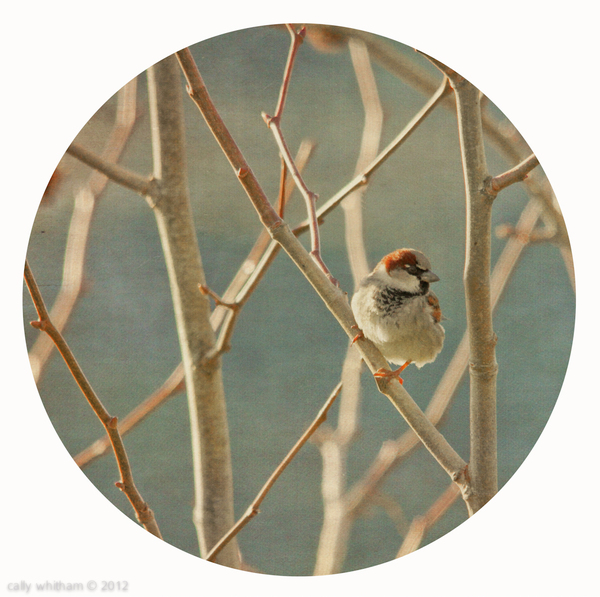 small 3 Small Things by Cally Whitham