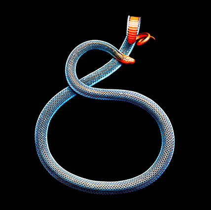 snake 1 Mark Laitas Snake Collection