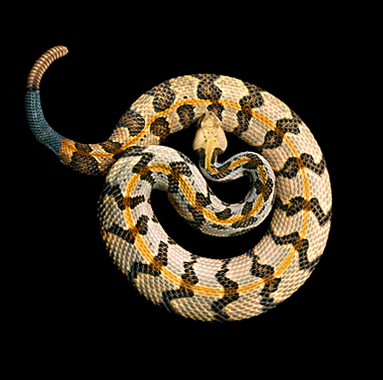 snake 2 Mark Laitas Snake Collection