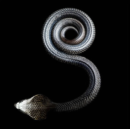 snake 3 Mark Laitas Snake Collection