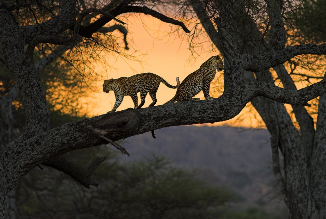 Animals Illuminated by the Sun sun animals 2 Animals Illuminated by the Sun
