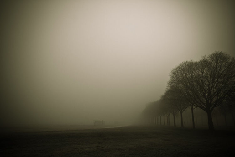 trees7 Photography by Diferente