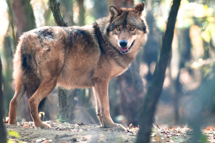 Wildlife Photography by Csaba Tokolyi wlpbct 1 Wildlife Photography by Csaba Tokolyi
