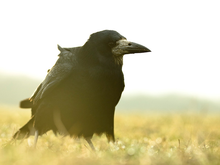 Wildlife Photography by Csaba Tokolyi wlpbct 5 Wildlife Photography by Csaba Tokolyi