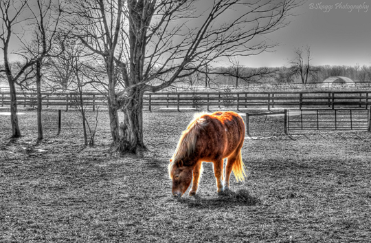 www.stuffkit.com 1020 36 Best Selective Color Photos
