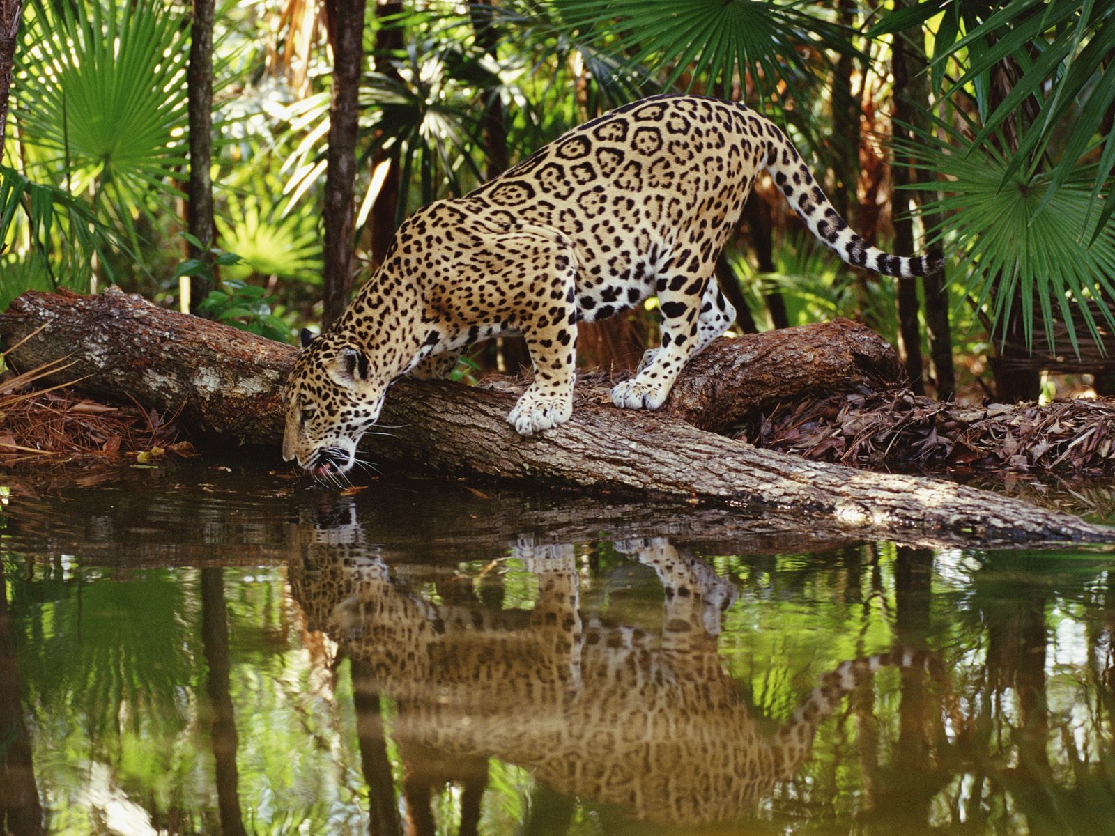 50 Wild Cats Wallpapers (1600 X 1200) www.stuffkit.com 301 50 Wild Cats Wallpapers (1600 X 1200)