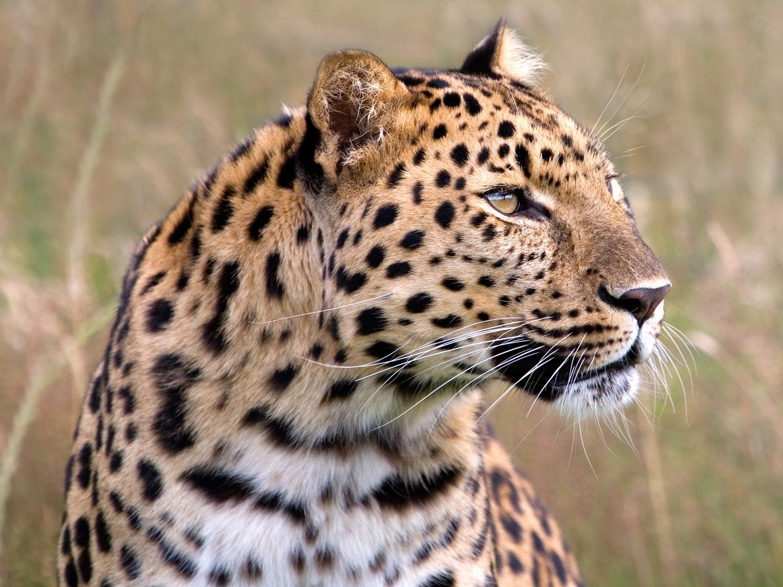 50 Wild Cats Wallpapers (1600 X 1200) www.stuffkit.com 46 50 Wild Cats Wallpapers (1600 X 1200)