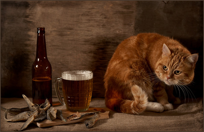 35 Funny Sweet Animals Pictures www.stuffkit.com 82 35 Funny Sweet Animals Pictures