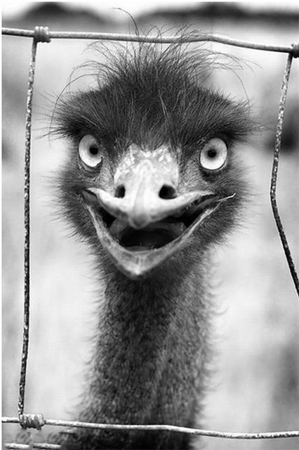 35 Funny Sweet Animals Pictures www.stuffkit.com 21 35 Funny Sweet Animals Pictures
