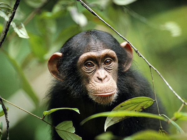 33 BEAUTIFUL ANIMALS PHOTOS FOUND ON STUMBLEUPON young chimp 763 600x450 33 BEAUTIFUL ANIMALS PHOTOS FOUND ON STUMBLEUPON