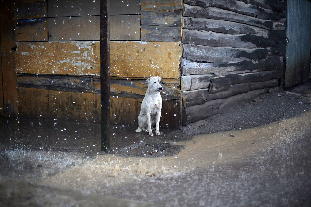 Photo of the Day: Covering from Heavy Rain 174 Photo of the Day: Covering from Heavy Rain