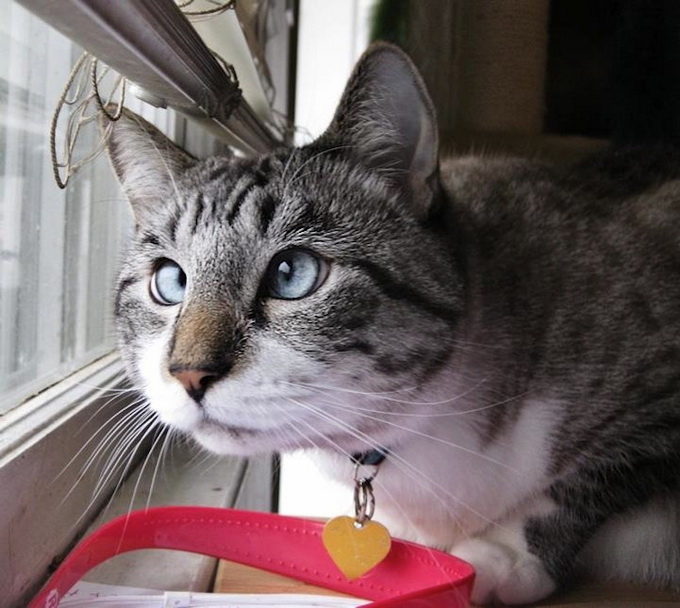 Cross eyed Сat Spangles Cross eyed Сat Spangles