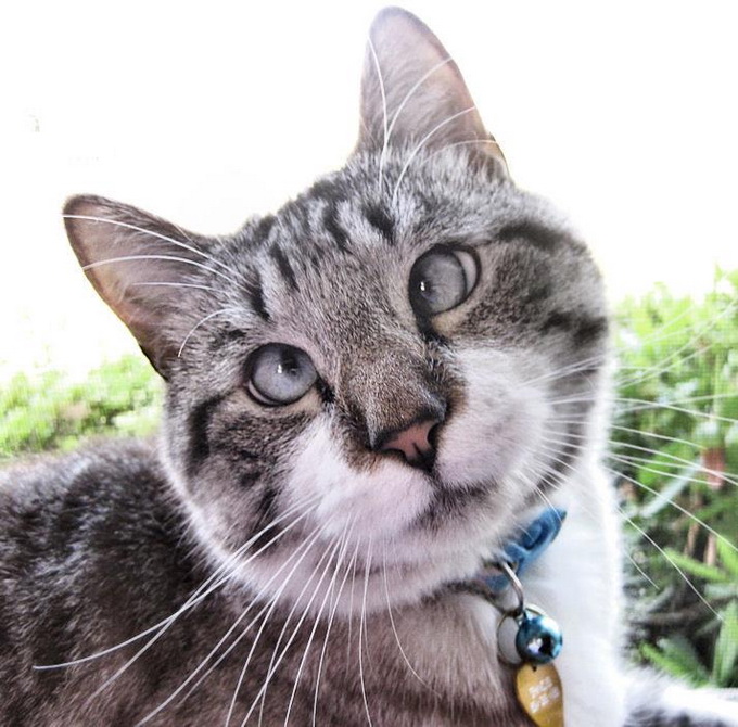 Cross eyed Сat Spangles 421d3 spanglescrosseyedkitty 2 Cross eyed Сat Spangles