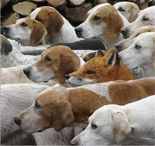 BOBI Australia Design, Animals, Love. 558653 414632928594173 870296596 n BOBI Australia Design, Animals, Love.
