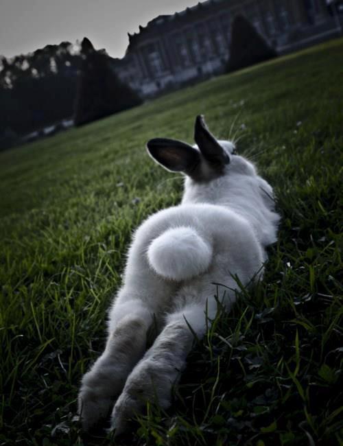 BOBI Australia Design, Animals, Love. 564373 415669071823892 1533521138 n BOBI Australia Design, Animals, Love.
