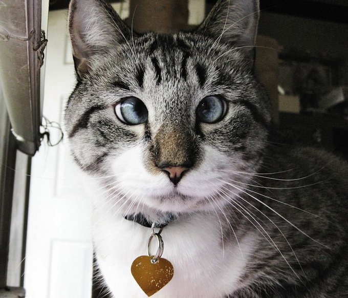 Cross eyed Сat Spangles Cross eyed Сat Spangles