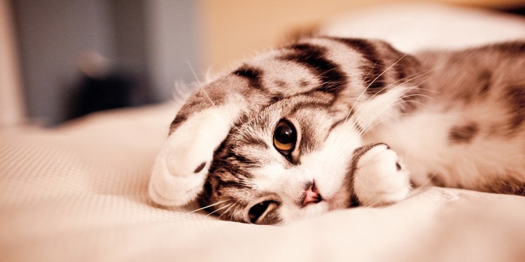 Best Collection of Twitter Covers & Header Images Cat in bed 750x375 Best Collection of Twitter Covers & Header Images