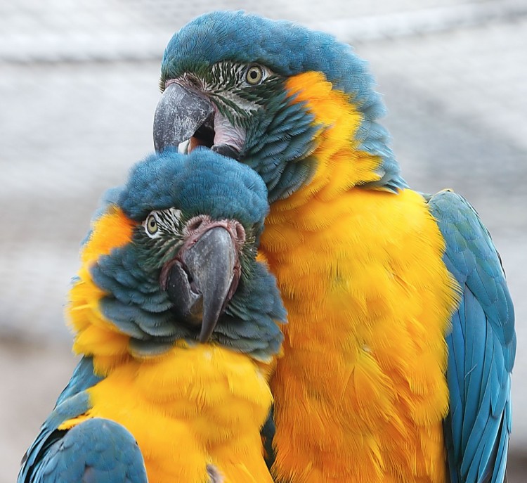 5 Critically Endangered Species Critically Endangered Species11 1024x939 750x687 5 Critically Endangered Species