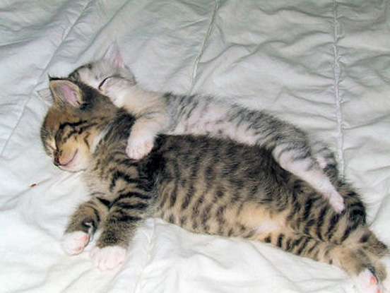 Cuddling Kittens 013 40 Really Cute Cuddling Kittens in the World