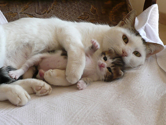 Cuddling Kittens 019 40 Really Cute Cuddling Kittens in the World