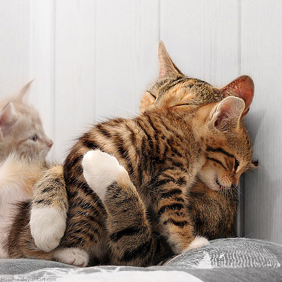 Cuddling Kittens 034 40 Really Cute Cuddling Kittens in the World