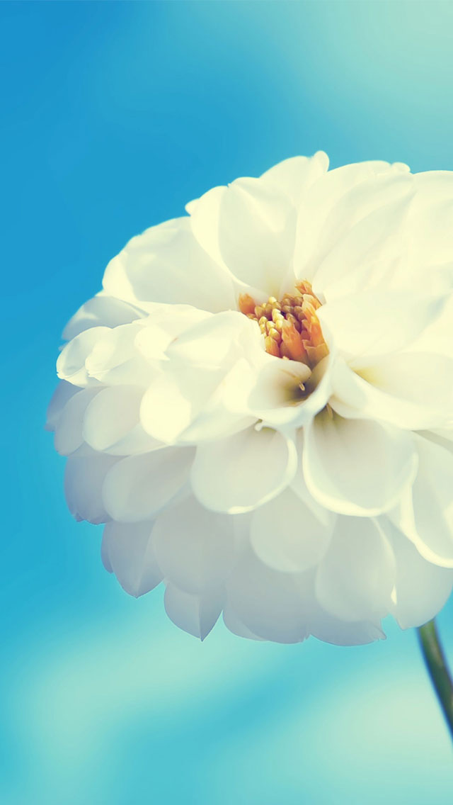 Download iPhone 5 Retina Display HD Wallpapers Download iPhone5 Retina HD Wallpapers 28 Download iPhone 5 Retina Display HD Wallpapers