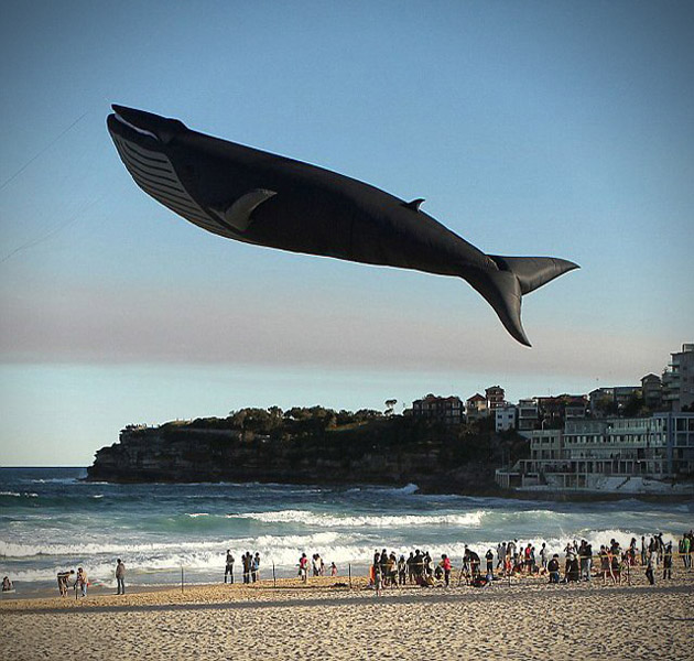 Life Size Blue Whale Replica Kite Kite Life Size Blue Whale Replica Kite
